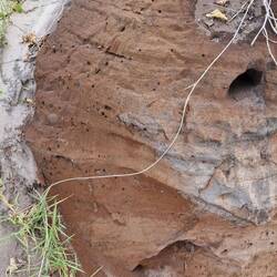 Ameisen haben sich diesen prösen Stein gegraben