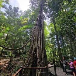 Springbrook National Park