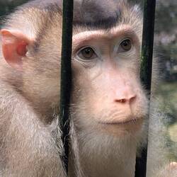 Schweineschwanz-Makake