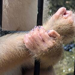 Die Hände eines Makaken