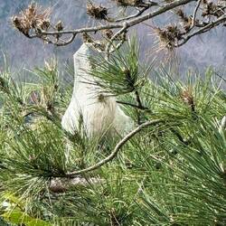 Prozessionsraupen sind auch hier anzutreffen (es juckt uns gleich).