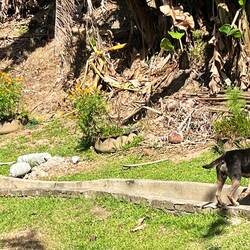 Wilde Hunde sind an dieser Küste häufig unterwegs - auf der Strasse oder auch am Strand