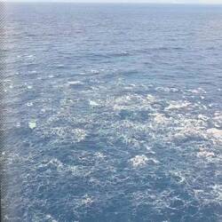 Massenhaft Delfine vor dem Fenster