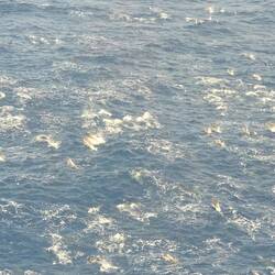 Fast 100 Delfine auf einmal neben uns