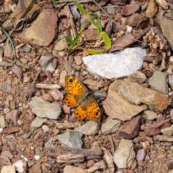 Vorbote des nahenden Frühlings