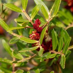 Blüte einer "Pistazien Pflanze"