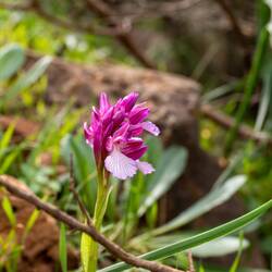 Eine der seltenen Wildorchideen