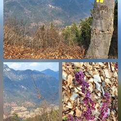 Blick in die Natur mit blühendem Seidelbast