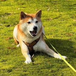 Auf dem Rückweg wird Mica gerne frech!