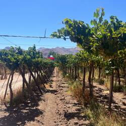 Viiieeel Wein