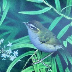 And one of many wren species. More recently gone