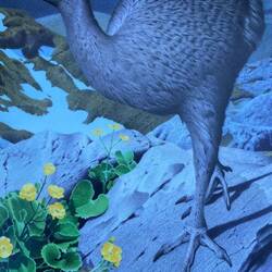 One of about 9 species of Moa. Long gone