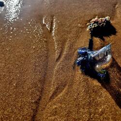 Bluebottels, Vorsicht nicht berühren!