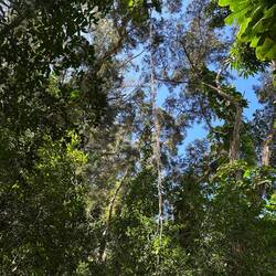 Riesenlange Liane...