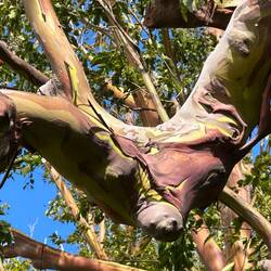 Die farbigen Eukalyptusbäume