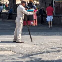 Organ grinder with a stuffed monkey.