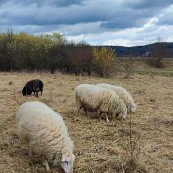 Nicht das schwarze Schaf ist anders, die Weißen sind alle gleich