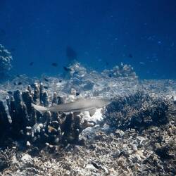 Baby Shark tütü-tütütü...