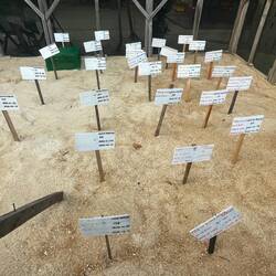 Turtle hatching ground