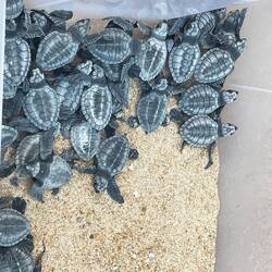 Babies awaiting release