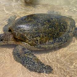 Swimming in a foot of water