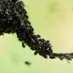 Die sind schon fleißig