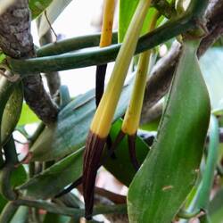 Dauert noch ein paar Wochen