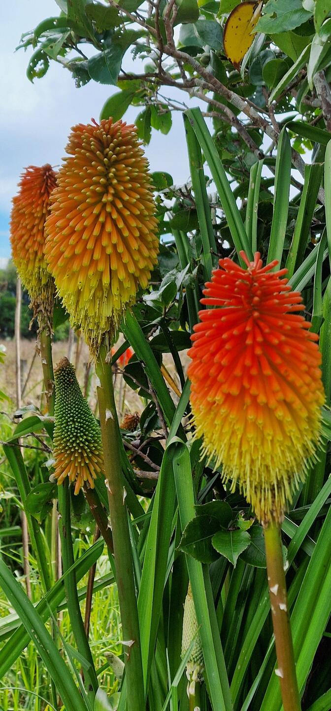 Raketenblume