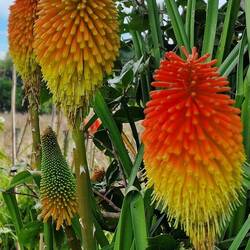 Raketenblume