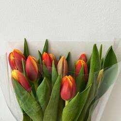 Fresh tulips from Joanna 🌷