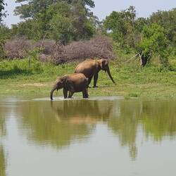 Ca. 100 L sasser kann ein Elefant am Tag trinken