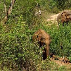 Alle 6 Jahre können Elefanten ein Kalb bekommen. Dieses wird dann ca. 5Jahre von Muttermilch genährt