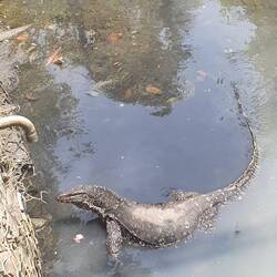 Mitten in der Stadt in einem der vielen Kanäle haben wir diesen großen Kerl entdeckt