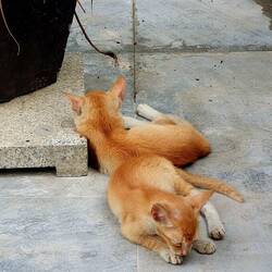 5 Tage lang konnte ich mich um die kleinen Kitten kümmern ♡