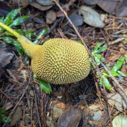 Jackfrucht - sehr gewöhnungsbedürftig