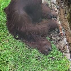 Aman nutzt Werkzeuge