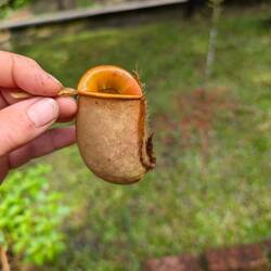 Picture Plant (darin wird Reis gekocht)