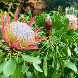 King Protea
