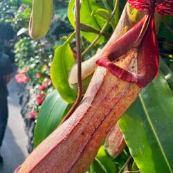 Pitcher Plant