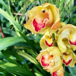 Orchid?