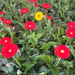 Gerber daisy nursery