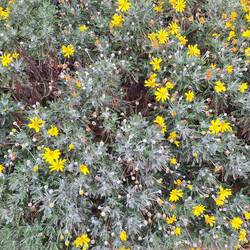 Gelbe Strauchmargerite