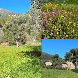 ..die Natur sprießt 🌸🌼