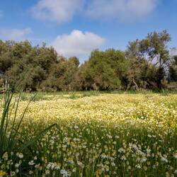 Inkl. blühender Kamillenwiese