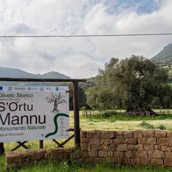 S'Ortu Mannu mit Sa Reina - der Königin 👑 der Olivenbäume