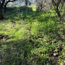Wild asparagus