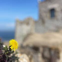 es blüht was im Castello Aragonese