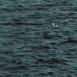 Hier seht ihr zwei Eissturmvögel.