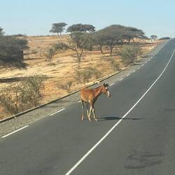 Schon wieder eine Bremskontrolle