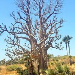 Baobab Bäume gibt es hier jede Menge